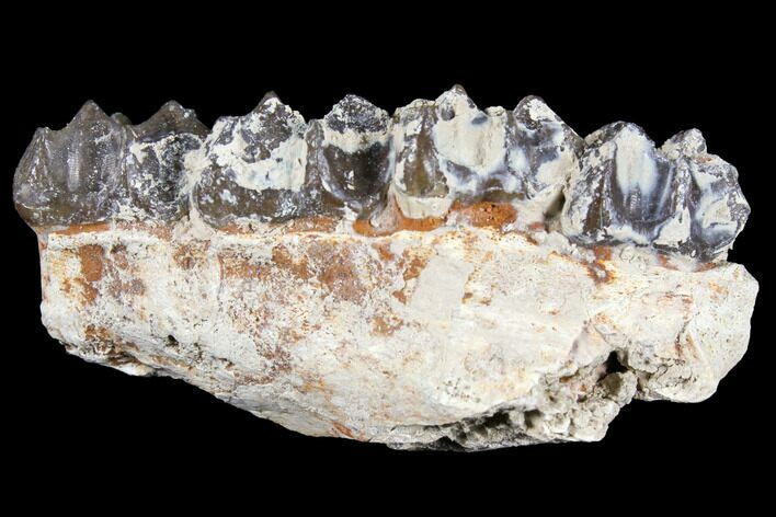 Oreodont (Merycoidodon) Jaw Section - South Dakota #128140